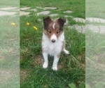 Small Photo #1 Shetland Sheepdog Puppy For Sale in ROCKWOOD, PA, USA