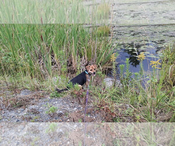 Medium Photo #5 Doxle Puppy For Sale in Sebec, ME, USA