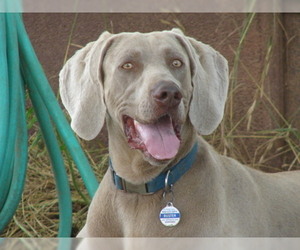 Father of the Weimaraner puppies born on 05/15/2019