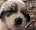 Puppy Grey Male Great Pyrenees
