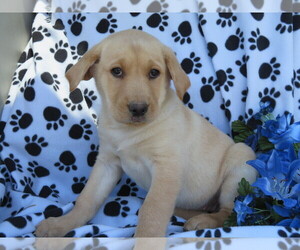 Golden Labrador Puppy for sale in SHILOH, OH, USA