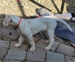 Small Photo #4 Dogo Argentino Puppy For Sale in ALBUQUERQUE, NM, USA
