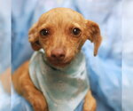 LOLA - Female Chihuahua-Unknown Mix Dog for Adoption - Small photo