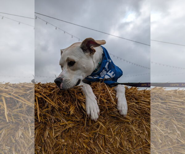 Medium Photo #35 Boxador Puppy For Sale in Princeton, MN, USA