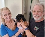 Small #10 Rottweiler