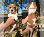 Puppy Lolas Orange Beagle