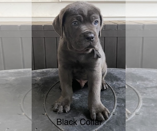 Medium Photo #7 Cane Corso Puppy For Sale in PIKESVILLE, MD, USA