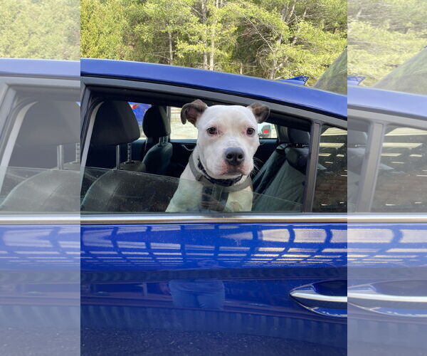 Medium Photo #10 American Pit Bull Terrier-Unknown Mix Puppy For Sale in Derwood, MD, USA