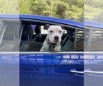 Small #9 American Pit Bull Terrier Mix