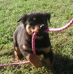 Rottweiler Puppy for sale in HACKETT, AR, USA