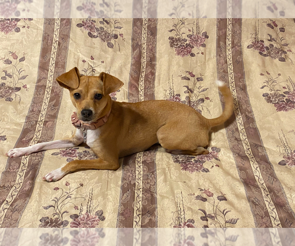 Medium Photo #1 Cheagle Puppy For Sale in EVERGREEN PARK, IL, USA