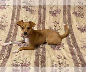 Cheagle Dog for Adoption in EVERGREEN PARK, Illinois USA