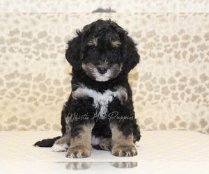 Miniature Bernedoodle Puppy for sale in DENVER, PA, USA