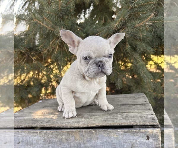 Medium Photo #3 French Bulldog Puppy For Sale in MIDDLEBURY, IN, USA