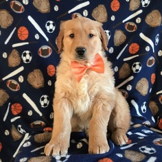 Golden Retriever Puppy for sale in GORDONVILLE, PA, USA