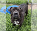 Small #2 Mastiff Mix