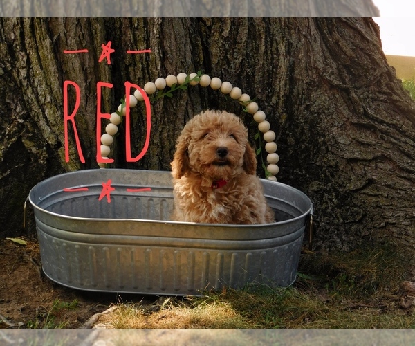 Medium Photo #2 Goldendoodle mix (+ Poodle Miniature) Puppy For Sale in MOORESVILLE, IN, USA