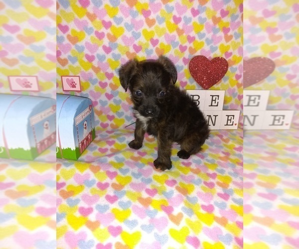 Medium Photo #9 Poodle (Toy) Puppy For Sale in LAPEER, MI, USA