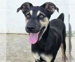 Small #1 Retriever  Mix