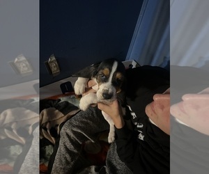 Basset Hound Puppy for sale in ALLENTON, MI, USA