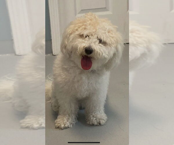 Medium Photo #3 Havanese-Unknown Mix Puppy For Sale in Hot Springs Village, AR, USA