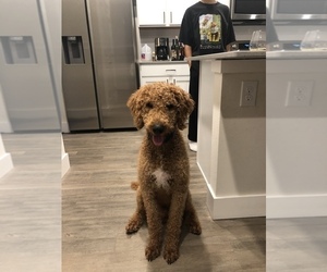 Labradoodle-Poodle (Standard) Mix Puppy for sale in PALM COAST, FL, USA