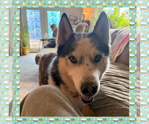 Prince - Male Siberian Husky Dog for Adoption - Photo #2