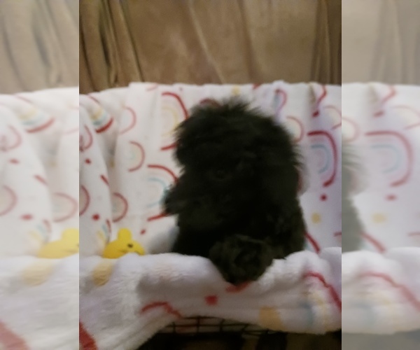 Medium Photo #8 Poodle (Toy) Puppy For Sale in SAVANNAH, GA, USA