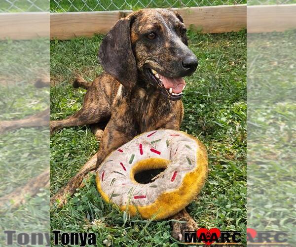 Medium Photo #5 Plott Hound Puppy For Sale in Maryville, TN, USA