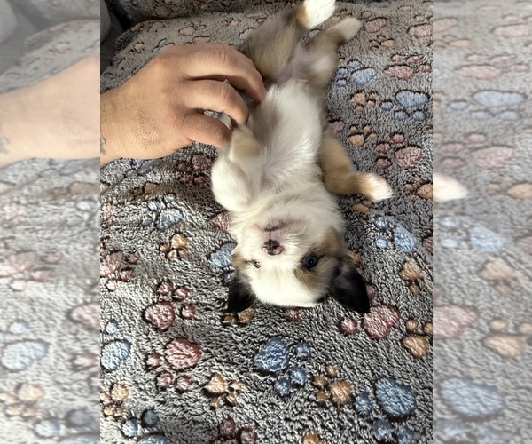 Medium Photo #4 Miniature Australian Shepherd Puppy For Sale in DAKOTA CITY, NE, USA