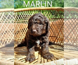 Labradoodle-Poodle (Standard) Mix Puppy for sale in MILLVILLE, MN, USA