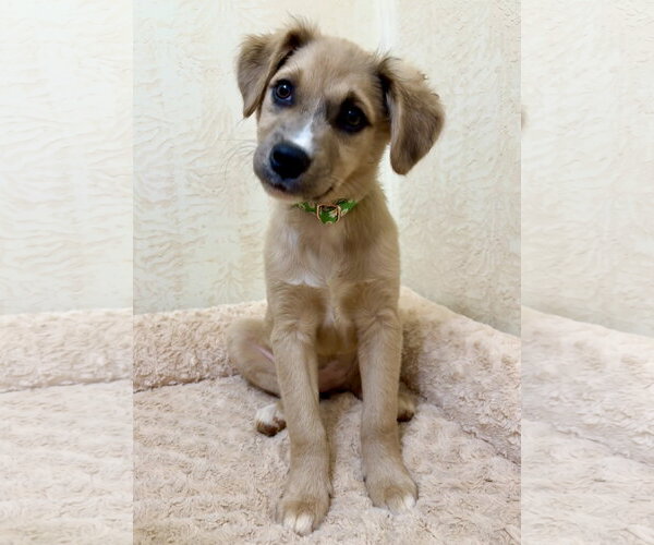 Medium Photo #2 Mutt Puppy For Sale in Forest, VA, USA