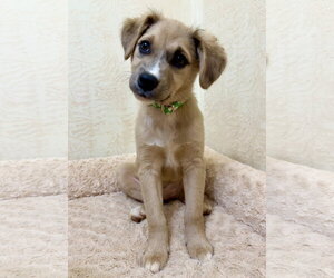 Scarlett - Female Mutt Dog for Adoption - Photo #2
