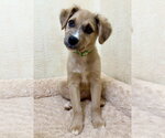 Small Photo #2 Mutt Puppy For Sale in Forest, VA, USA