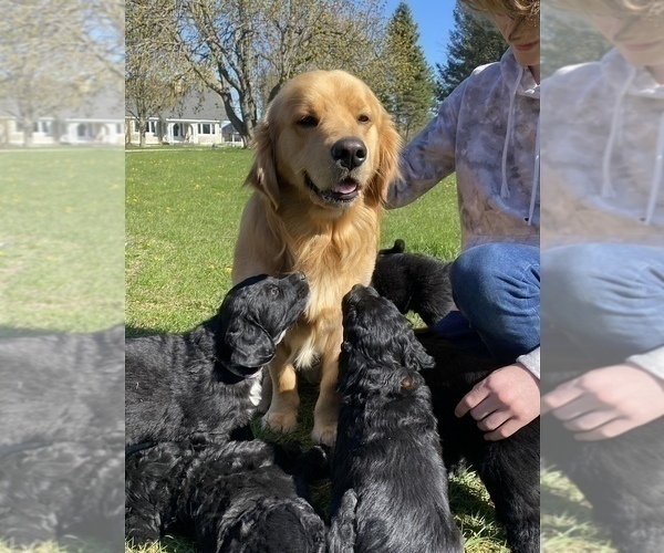 Medium Photo #1 Bernedoodle-Golden Retriever Mix Puppy For Sale in BEULAH, MI, USA