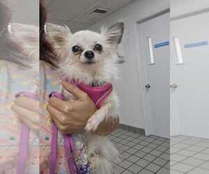 Chihuahua Dogs for adoption in Plantation, FL, USA