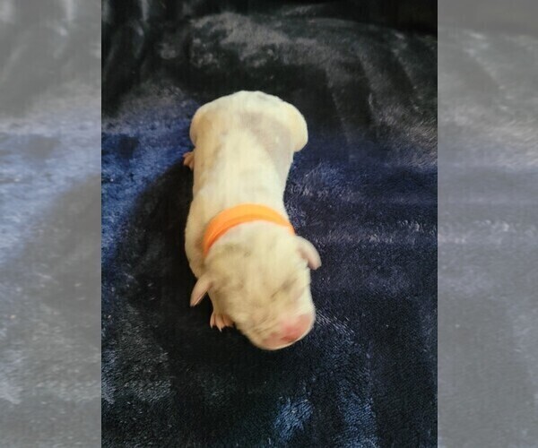 Medium Photo #4 Olde English Bulldogge Puppy For Sale in HAMLER, OH, USA