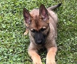 Small German Shepherd Dog