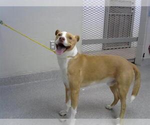 Labrador Retriever-Unknown Mix Dogs for adoption in Pasadena, TX, USA
