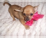 Small Photo #1 Chihuahua Puppy For Sale in JACKSON, MS, USA
