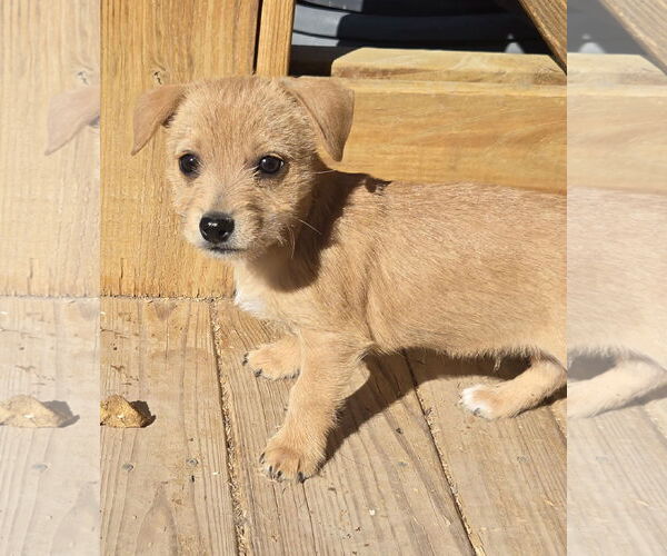 Medium Photo #1 Dachshund-Norfolk Terrier Mix Puppy For Sale in Peralta, NM, USA