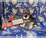 Small #4 Schnauzer (Miniature)