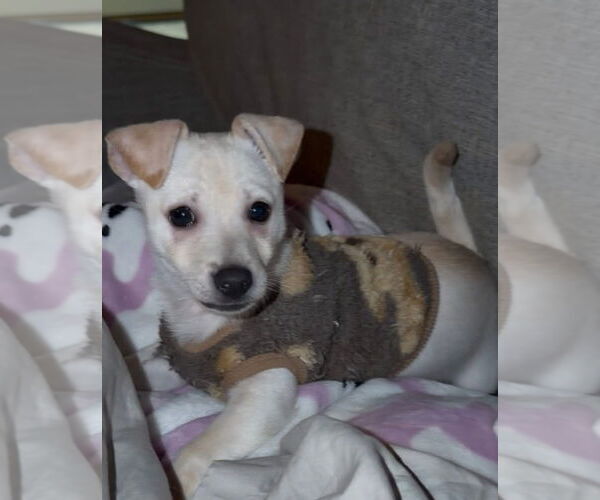 Medium Photo #3 Chiranian Puppy For Sale in Germantown, OH, USA