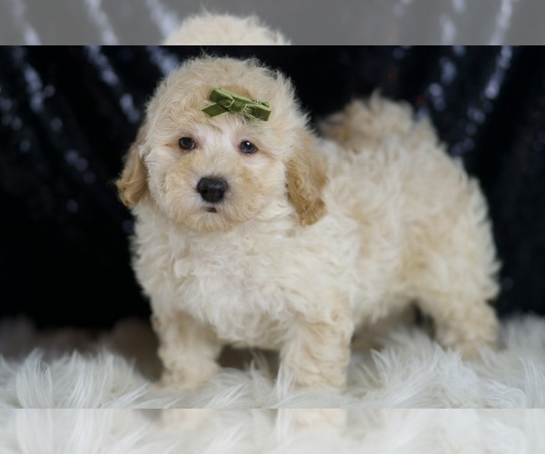 Medium Photo #4 Goldendoodle (Miniature) Puppy For Sale in WARSAW, IN, USA
