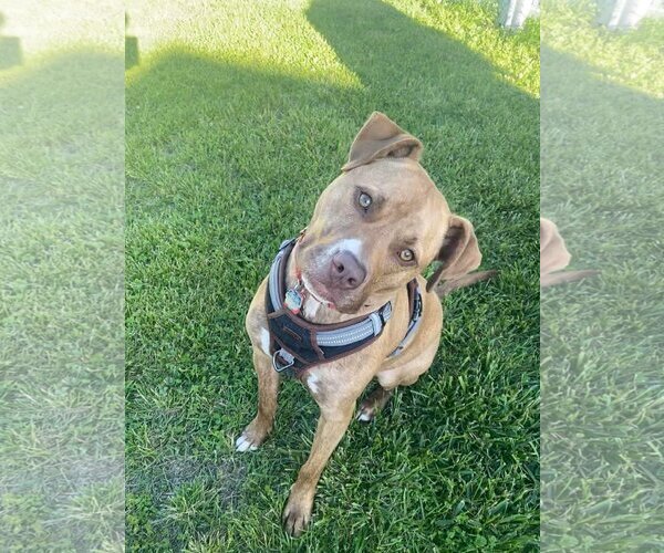 Medium Photo #18 American Staffordshire Terrier-Unknown Mix Puppy For Sale in Spotsylvania, VA, USA
