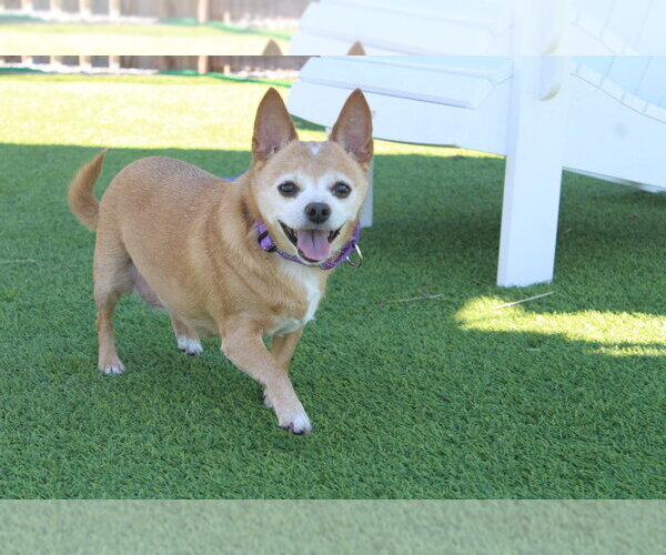 Medium Photo #4 Chihuahua-Unknown Mix Puppy For Sale in Chestertown, MD, USA
