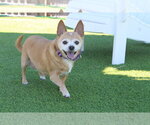 Small #3 Chihuahua Mix