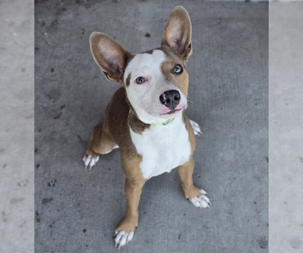Medium Photo #3 Basenji-Unknown Mix Puppy For Sale in Lakewood, CO, USA