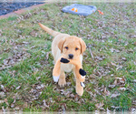 Small #3 Labrador Retriever