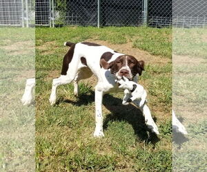 Chevron (Chevy) - Male Pointer Dog for Adoption - Photo #7